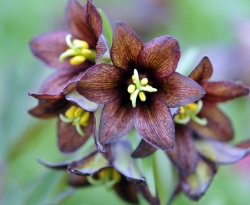 Reddish brown and green flowers